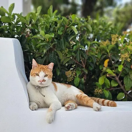 アパート Mint Rhodes City